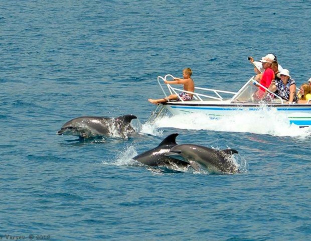 Встреча с дельфинами на морской рыбалке в Адлере
