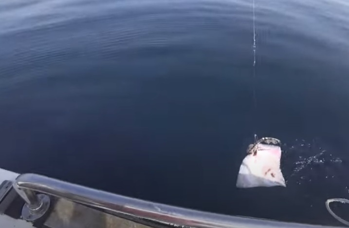 Пойманная рыба в Чёрном море с борта яхты