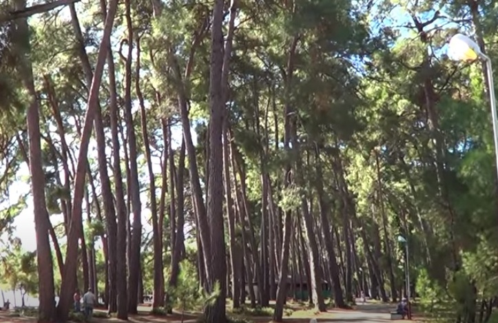 Сосны в Пицунде уникальный хвойный лес